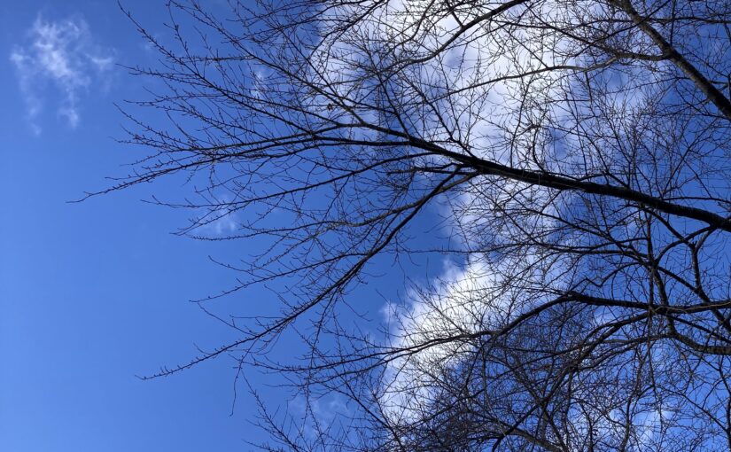 雨の桜通り